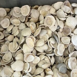 Crafting Huge Assortment of Florida Seashell from SW Florida 200 +